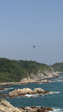 海边海鸟海岛