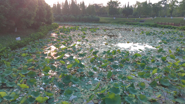 荷花池塘