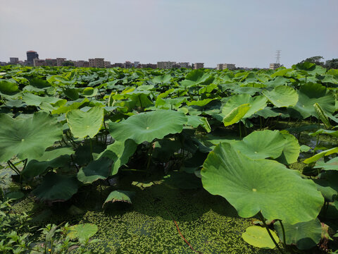 莲藕种植