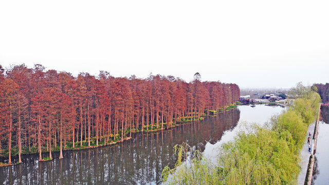 兴化里下河国家湿地公园红杉树