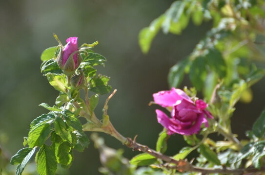 红玫瑰花蕾