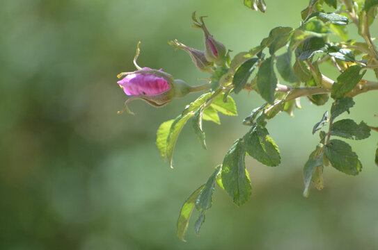 一枝玫瑰花蕾