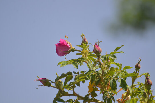 一束玫瑰花蕾