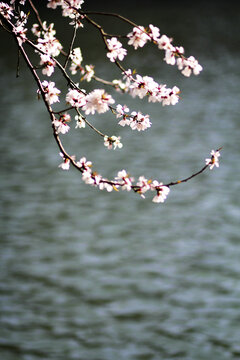 河边美丽的粉色桃花