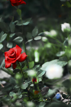 草丛里美丽的红色蔷薇花