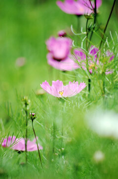 草地里粉色的波斯菊