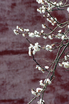 春天美丽的白色的桃花
