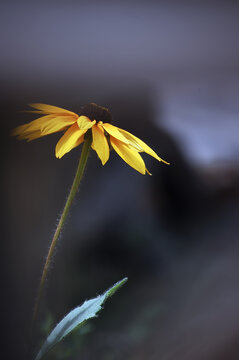 一朵漂亮的黄色的雏菊花
