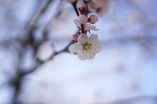 春天桃花盛开