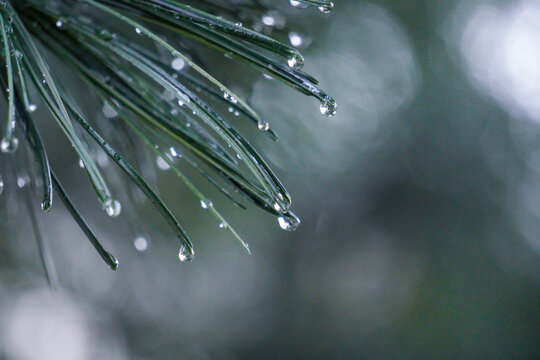 雨滴落在清新的松针上