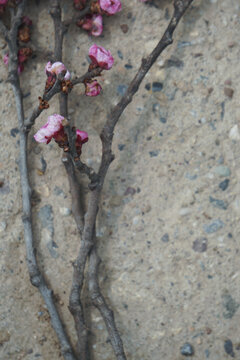 干枯的树枝和粉色桃花