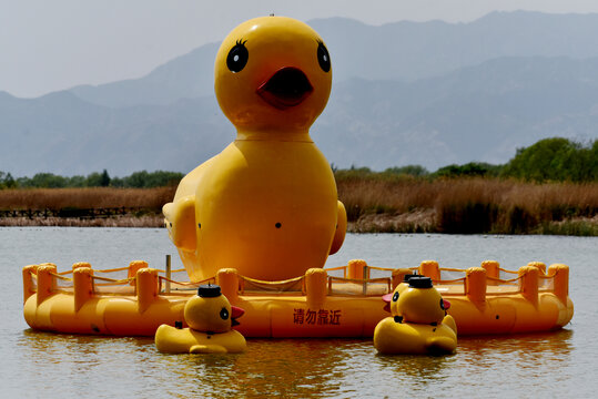 水上巨型大黄鸭