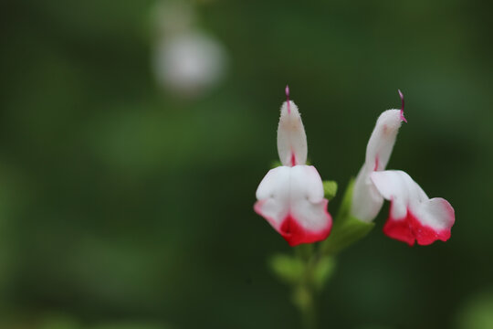 凹脉鼠尾草