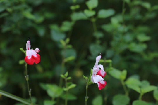 凹脉鼠尾草