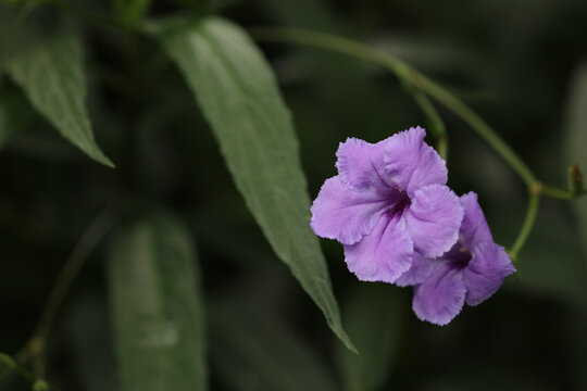 蓝花草