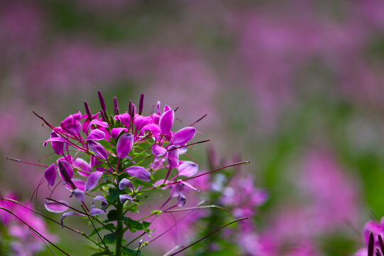 醉蝶花