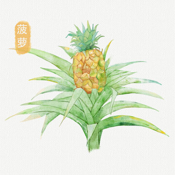 手绘水彩菠萝水果插画