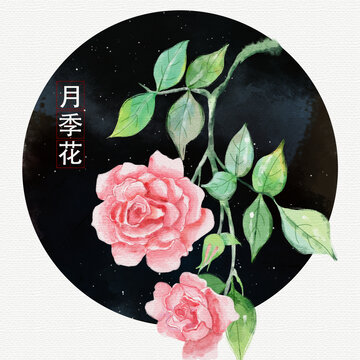 手绘水彩月季花插画