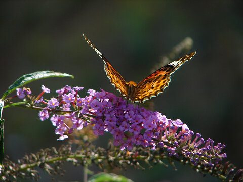 自然界中的一只斐豹蛱蝶