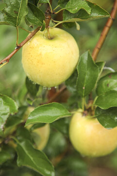 瑞雪苹果种植