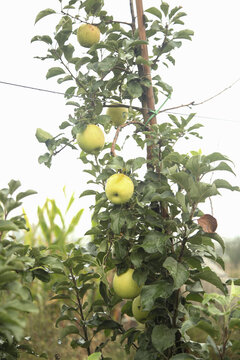 树上挂着新鲜苹果