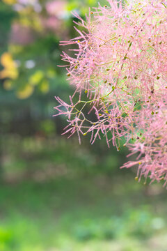 黄栌花