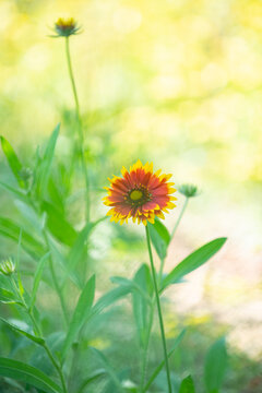 矢车菊菊花