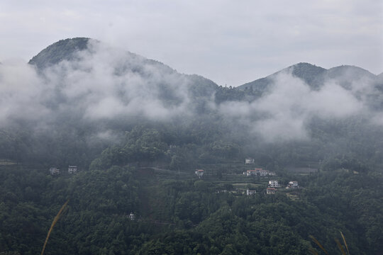 高山茶园