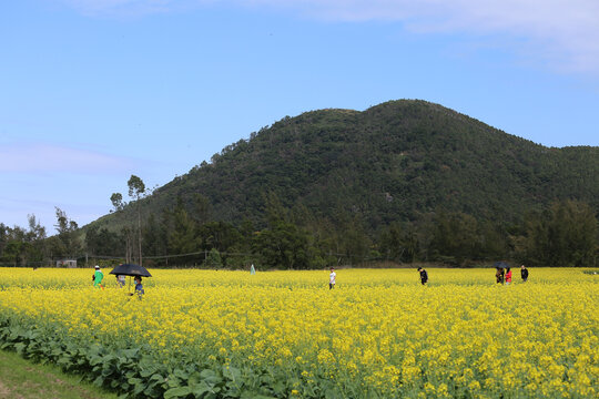 原野