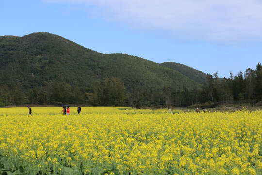 原野