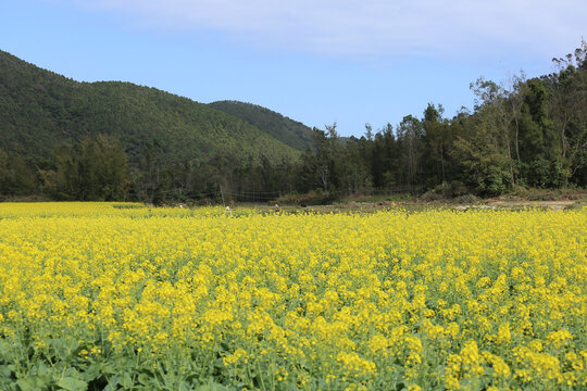 原野