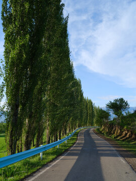林蔭路