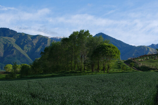 田野