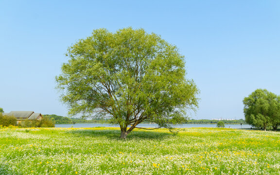 柳树与花海