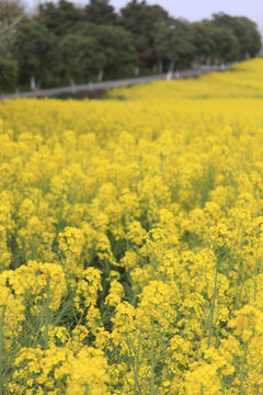 朱鹮梨园油菜花