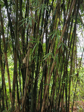 湖南省植物园竹林