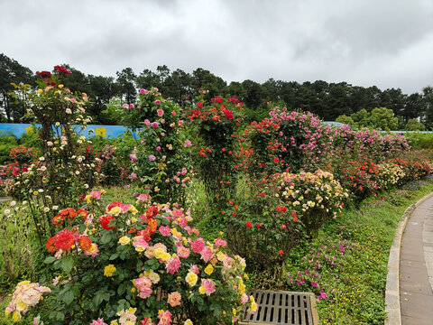 湖南省植物园鲜花