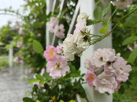 湖南省植物园月季花