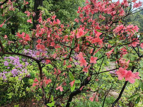 湖南省植物园梅花