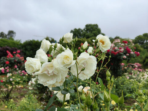 湖南省植物园栀子花