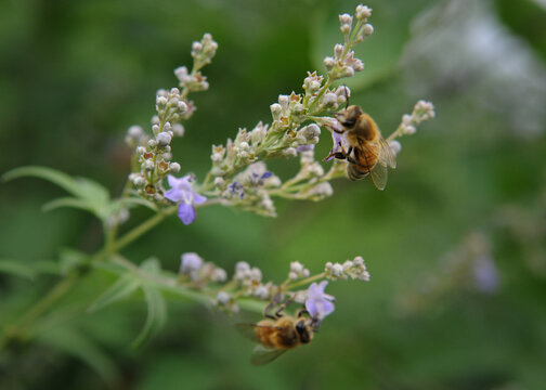 蜜蜂采食花蜜插图