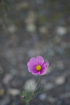 草地上美丽的粉色的波斯菊