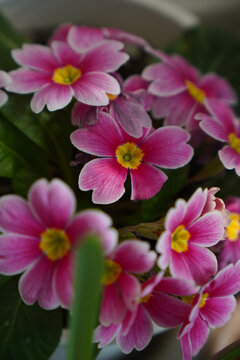 几朵粉色的清新的迎春花