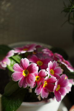 花盆里几朵美丽的粉色报春花