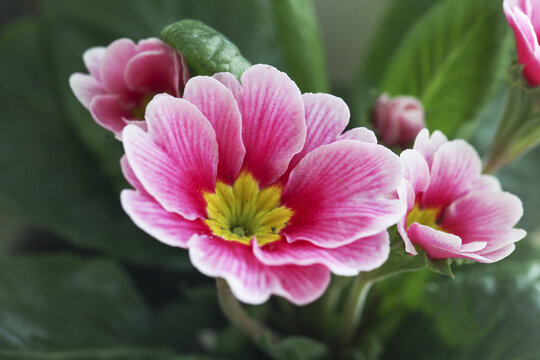 美丽的粉色的可爱的迎春花