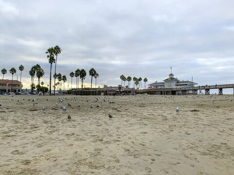 沙滩上无数的水鸟在飞翔
