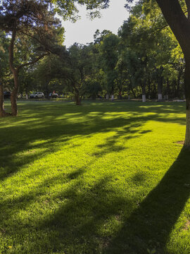 阳光树影照在绿色的草地上