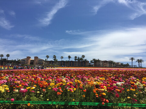 美丽的迷人的花海