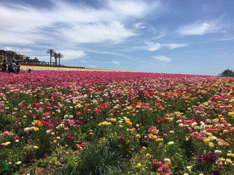 美丽的迷人的花海