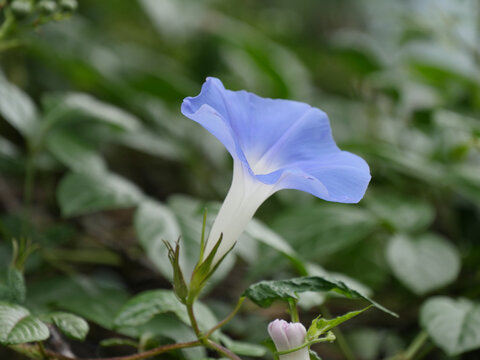 牵牛花